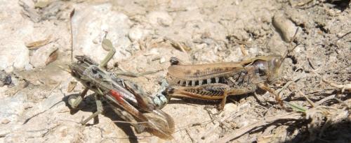 Gomphocerus sibiricus sibiricus